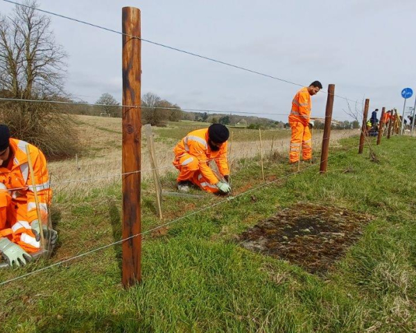 welford volunteers planting tree line